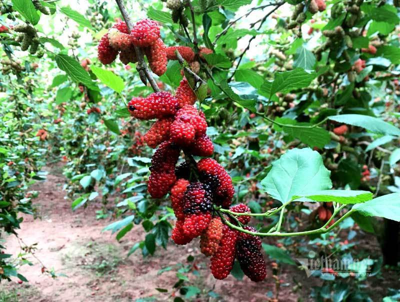 Canh dong dau tam chin mong noi nhat Ha Noi nam nay-Hinh-3