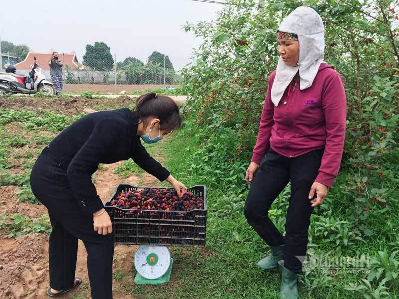 Canh dong dau tam chin mong noi nhat Ha Noi nam nay-Hinh-9