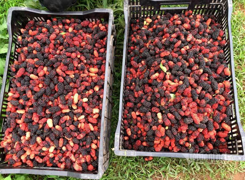 Canh dong dau tam chin mong noi nhat Ha Noi nam nay-Hinh-8