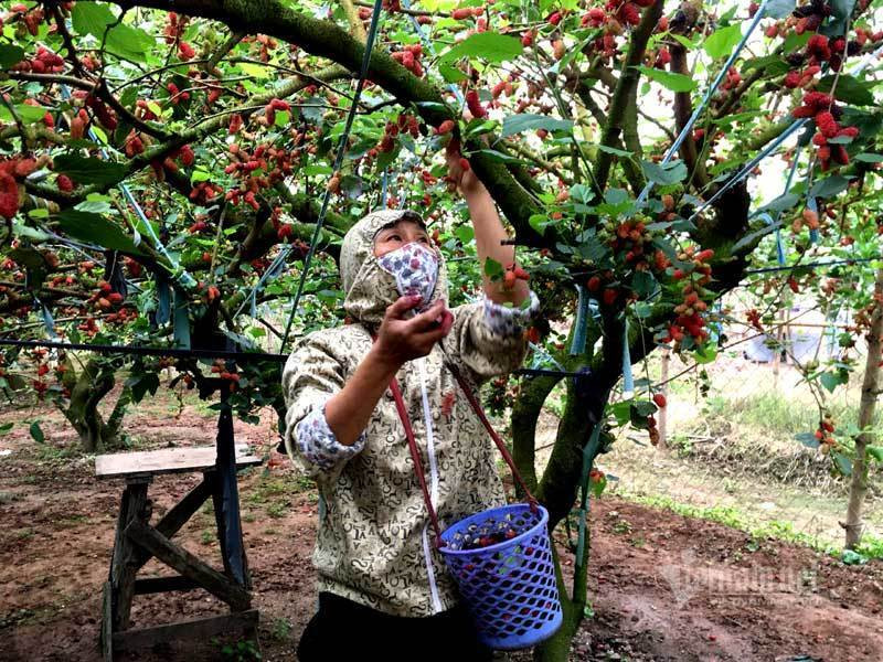 Canh dong dau tam chin mong noi nhat Ha Noi nam nay-Hinh-4