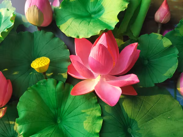 Bat dat set no hoa, ban gia hang trieu dong-Hinh-3