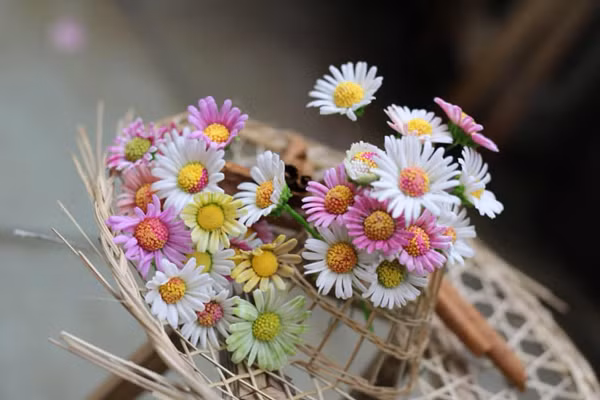 Bat dat set no hoa, ban gia hang trieu dong-Hinh-5