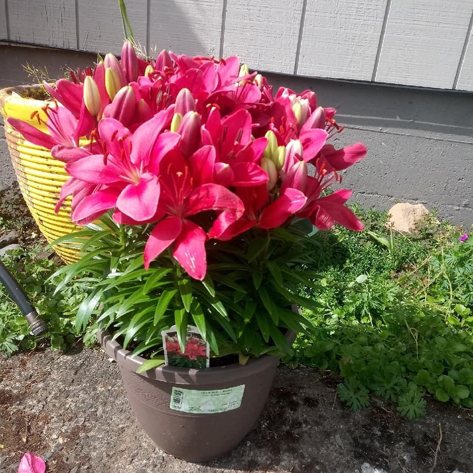 14 ngay kinh doanh hoa Tet, tieu thuong lo sap mat, sut 3kg-Hinh-2