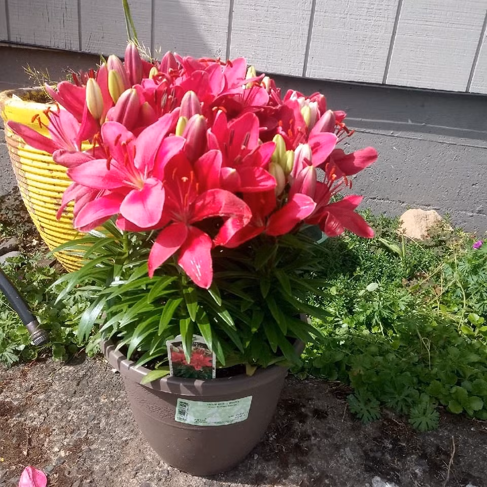 14 ngay kinh doanh hoa Tet, tieu thuong lo sap mat, sut 3kg-Hinh-2