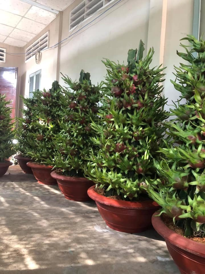 14 ngay kinh doanh hoa Tet, tieu thuong lo sap mat, sut 3kg-Hinh-3