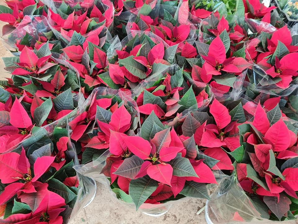 14 ngay kinh doanh hoa Tet, tieu thuong lo sap mat, sut 3kg-Hinh-5