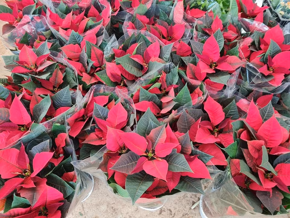 14 ngay kinh doanh hoa Tet, tieu thuong lo sap mat, sut 3kg-Hinh-5