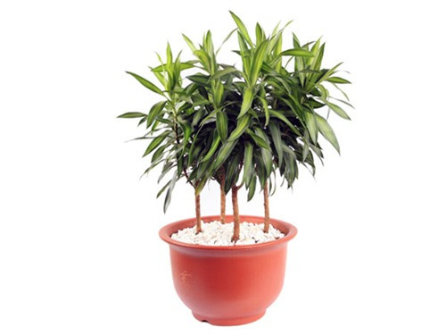 Cay canh dat tren ban lam viec, tai loc va may man 'chay' vo ao ao-Hinh-6