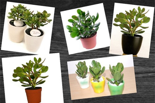 Cay canh dat tren ban lam viec, tai loc va may man 'chay' vo ao ao-Hinh-2