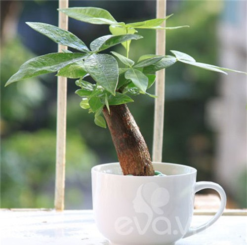 Cay canh dat tren ban lam viec, tai loc va may man 'chay' vo ao ao-Hinh-3