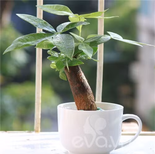 Cay canh dat tren ban lam viec, tai loc va may man 'chay' vo ao ao-Hinh-3