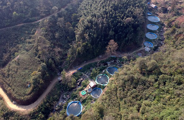 Cá hồi Sapa rẻ không thể tin được - Hình 2 Ca hoi Sapa re khong the tin duoc-Hinh-2