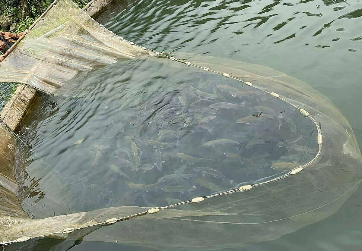 Cá hồi Sapa rẻ không thể tin được Ca hoi Sapa re khong the tin duoc