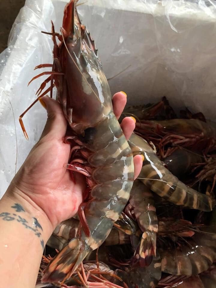 Tom su khong lo ban voi gia re 'chua tung thay'-Hinh-4