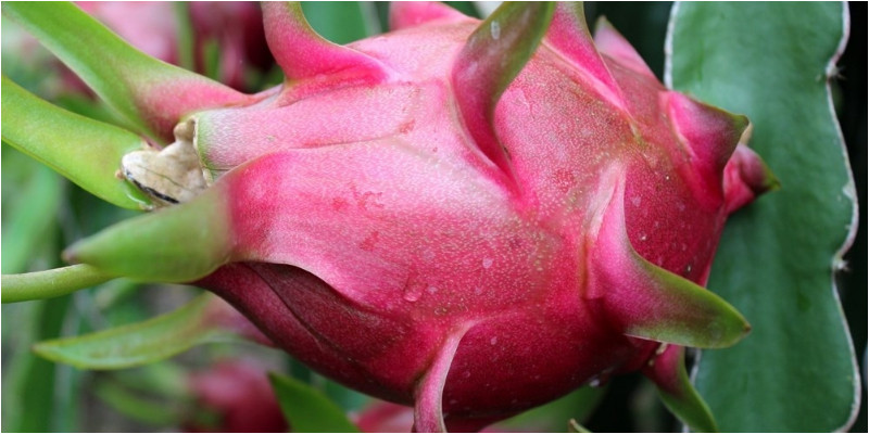 Mua thanh long chỉ việc nhìn vào tai, biết ngay hàng ngon hay dở - Hình 2 Mua thanh long chi viec nhin vao tai, biet ngay hang ngon hay do-Hinh-2