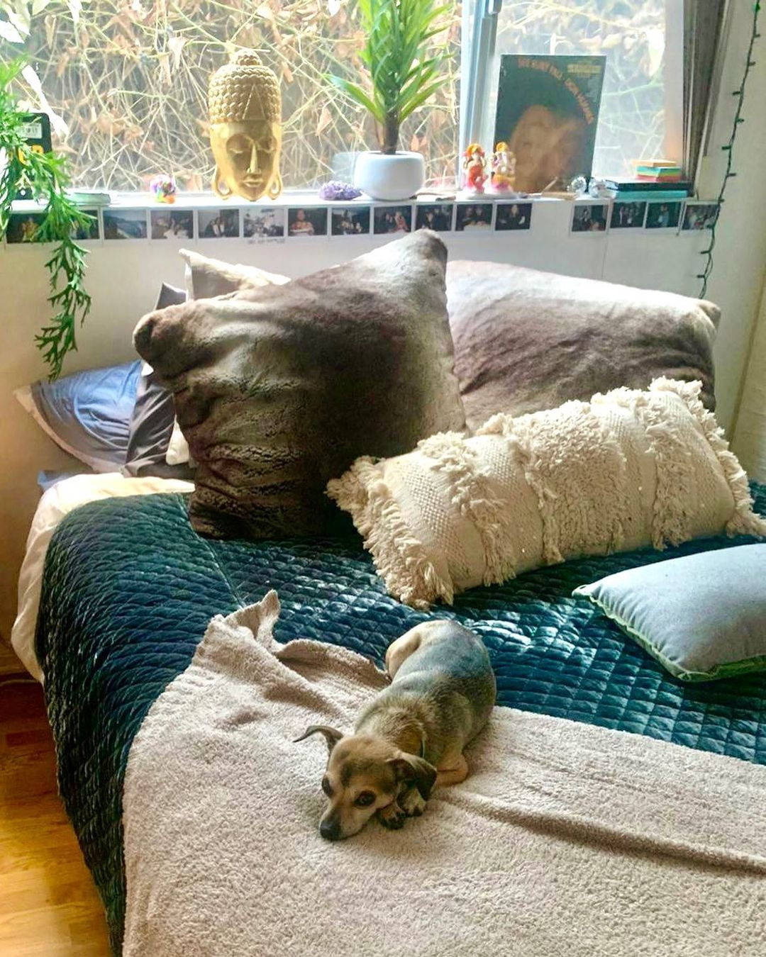 Giống nhiều cặp vợ chồng nổi tiếng khác, Priyanka và Nick cho biết họ nhận nuôi thú cưng với mong muốn truyền thông điệp tốt đẹp, mang tới nơi sống an toàn cho loài vật và giảm thiểu gánh nặng cho các trại cứu hộ.