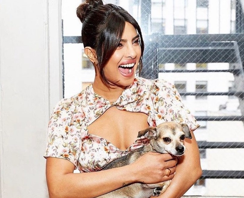 Diana, Gino được vợ chồng hoa hậu nhận nuôi từ năm 2017-2019. Đến tháng 8 năm nay, Priyanka và Nick tiếp tục nhận nuôi thêm Panda. Đây là chú chó lai giữa dòng Husky và chó chăn cừu của Australia. Chú chó có đôi mắt hai màu xanh - nâu ấn tượng.