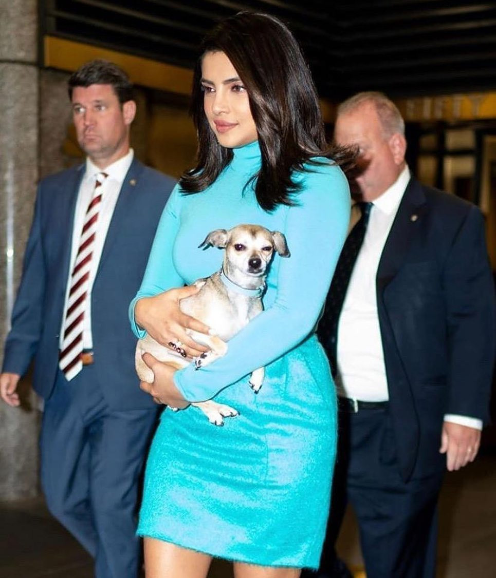 Thường xuyên được chủ đưa đến các sự kiện lớn, Diana, Gino và Panda nhận được nhiều sự quan tâm. Mỗi lần xuất hiện trước công chúng, cả ba đều được Priyanka và Nick trang bị nhiều đồ hiệu, phụ kiện đắt tiền như túi xách, trang phục cho đến dây đeo cổ. Đầu năm nay, Priyanka đã sắm cho chú chó Diana một chiếc túi mini hiệu Dolce &amp; Gabbana. Gino và Panda cũng gây ấn tượng khi xuất hiện với dây đeo cổ hiệu Tiffany &amp; Co.