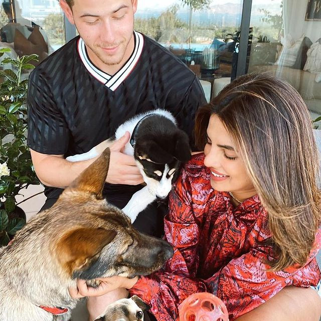 Các vật dụng từ bát đựng thức ăn cho đến giường ngủ của Diana, Gino và Panda đều được hoa hậu đặt mua hoặc thiết kế riêng để phù hợp với kích thước và nhu cầu của từng chú chó. Nhiều vật dụng như bát đựng thức ăn Hermès, giường Versace có giá lên đến hàng nghìn USD.