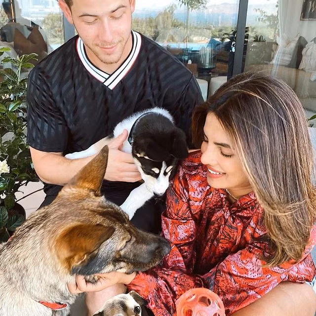 Các vật dụng từ bát đựng thức ăn cho đến giường ngủ của Diana, Gino và Panda đều được hoa hậu đặt mua hoặc thiết kế riêng để phù hợp với kích thước và nhu cầu của từng chú chó. Nhiều vật dụng như bát đựng thức ăn Hermès, giường Versace có giá lên đến hàng nghìn USD.