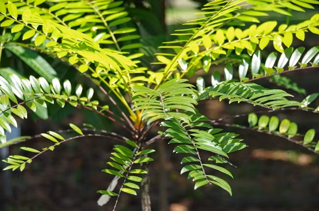 Bau vat cua ca nuoc, mot thoi khong ai ngo nay ra sao?