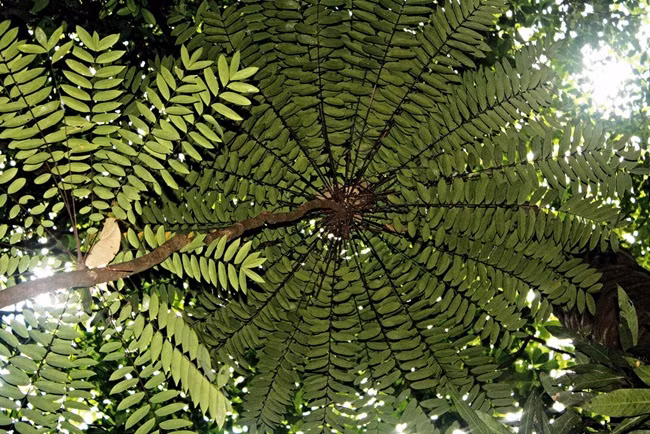 Bau vat cua ca nuoc, mot thoi khong ai ngo nay ra sao?-Hinh-6