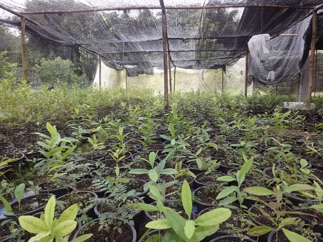 Bau vat cua ca nuoc, mot thoi khong ai ngo nay ra sao?-Hinh-11