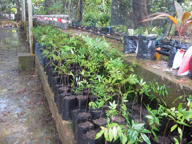 Bau vat cua ca nuoc, mot thoi khong ai ngo nay ra sao?-Hinh-7