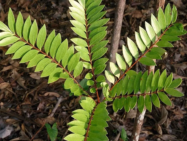 Bau vat cua ca nuoc, mot thoi khong ai ngo nay ra sao?-Hinh-3