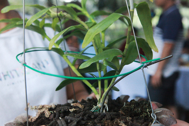 Gio lan nhu rau muong gia 5 ty va nhung thuong vu day song-Hinh-5