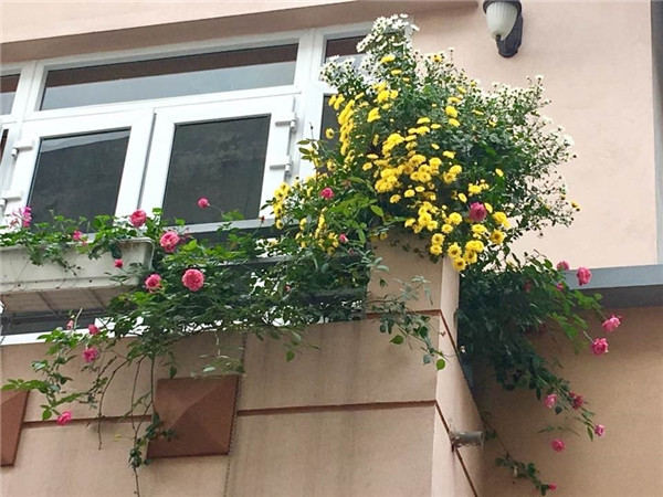 Ngôi nhà ngập tràn sắc hoa lung linh của ca sĩ Bích Phương - Hình 2 Ngoi nha ngap tran sac hoa lung linh cua ca si Bich Phuong-Hinh-2