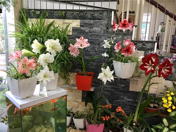 Ngôi nhà ngập tràn sắc hoa lung linh của ca sĩ Bích Phương - Hình 4 Ngoi nha ngap tran sac hoa lung linh cua ca si Bich Phuong-Hinh-4