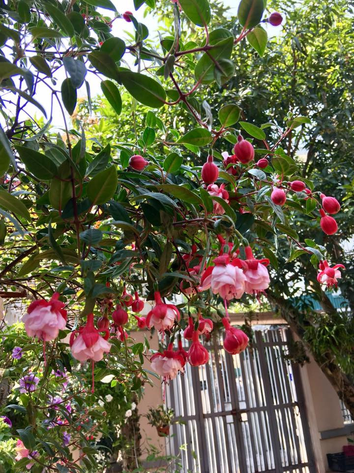 Ngôi nhà ngập tràn sắc hoa lung linh của ca sĩ Bích Phương - Hình 5 Ngoi nha ngap tran sac hoa lung linh cua ca si Bich Phuong-Hinh-5