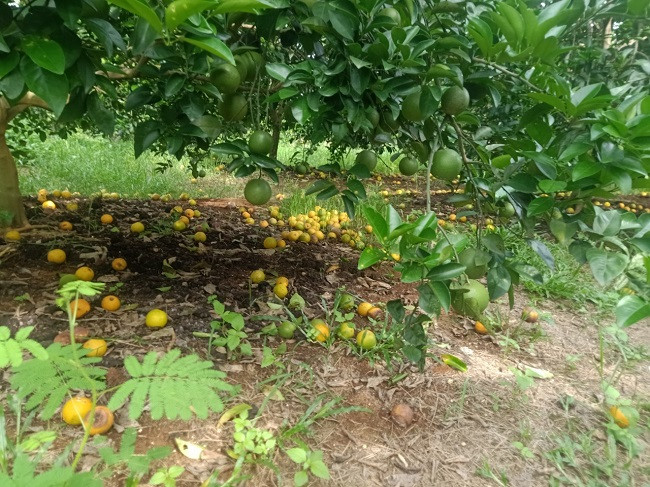 Cam rung trang vuon, nong dan that ruot ban voi gia 5.000 dong/kg-Hinh-6