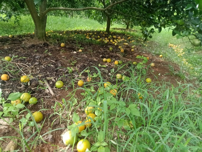 Cam rung trang vuon, nong dan that ruot ban voi gia 5.000 dong/kg-Hinh-5