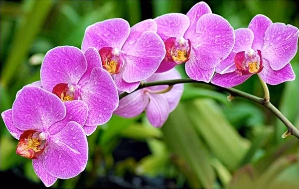 Loai hoa dep bay trong phong khach giup hut tai loc