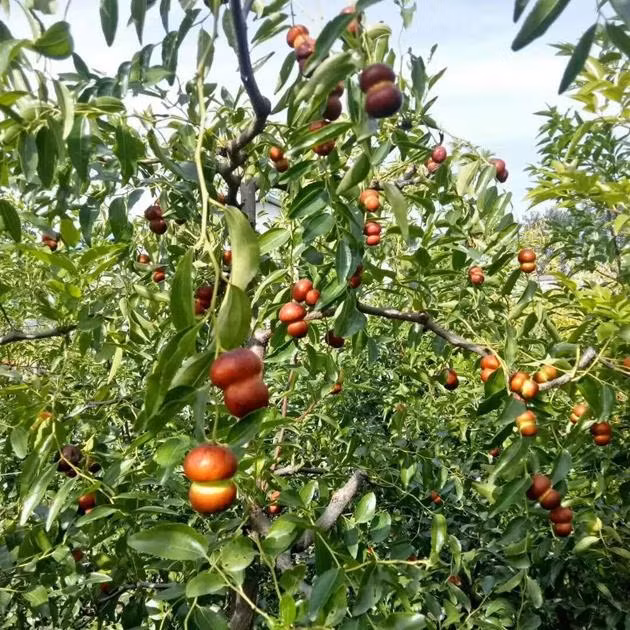 La lung giong tao lai ho lo co gia hon 1 trieu/kg