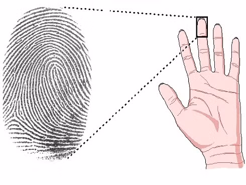 Nhin duong van tay biet cuoc song giau sang hay ngheo kho-Hinh-3