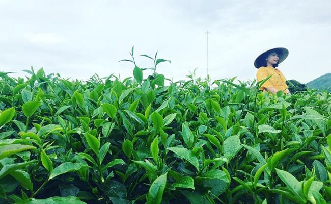 3 loai tra dat bac nhat, trong do co loai uop bang 'quoc hoa'-Hinh-9