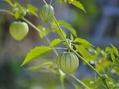 Do bo di o Viet Nam bat ngo 'dat nhu vang' o nuoc ngoai-Hinh-5