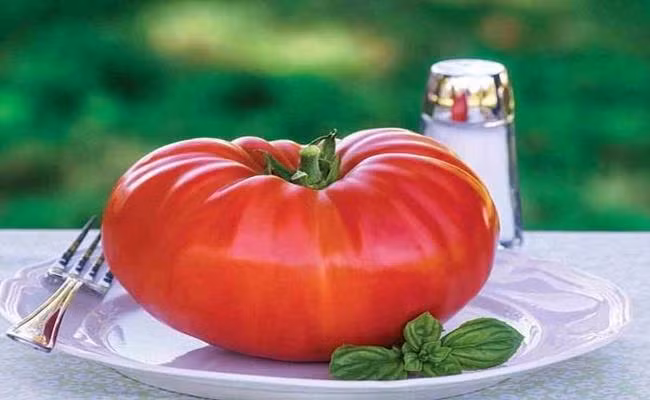 Trong khi các giống cà chua khác tầm 15-10 quả/ kg, thì cà chua khổng lồ có kích thước khủng - trung bình mỗi quả cà chua nặng từ 600gram đến 1kg.