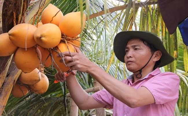 Do ưu điểm về ngoại hình lẫn chất lượng nên loại dừa này đang rất được thị trường ưa chuộng. Trong ngày thường, giá dừa trung bình rơi vào khoảng 20.000 – 30.000 đồng/trái. Vào dịp lễ tết, dừa hai màu có giá rất cao, từ 50.000 - 150.000 đồng/trái.