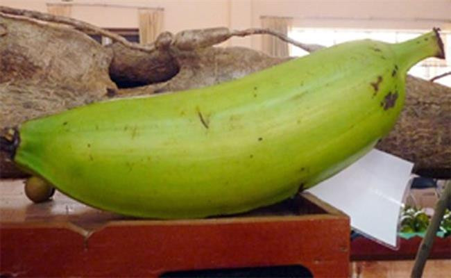 Chuối tá quạ (táo quạ) là đặc sản của huyện Cầu Kè (tỉnh Trà Vinh). Loại chuối này ít trái nên trước đây, người dân Trà Vinh chỉ trồng với số lượng ít trong vườn để ăn hoặc làm quà biếu.