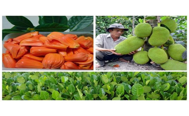 Loại mít này được thu mua tận vườn với giá từ 70.000-80.000 đồng/kg. Còn cây giống được bán với giá khá cao, lên tới 200.000 đồng/cây. Mít ruột đỏ có giá dao động từ 90.000 – 160.000 đồng/kg.