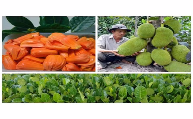 Loại mít này được thu mua tận vườn với giá từ 70.000-80.000 đồng/kg. Còn cây giống được bán với giá khá cao, lên tới 200.000 đồng/cây. Mít ruột đỏ có giá dao động từ 90.000 – 160.000 đồng/kg.