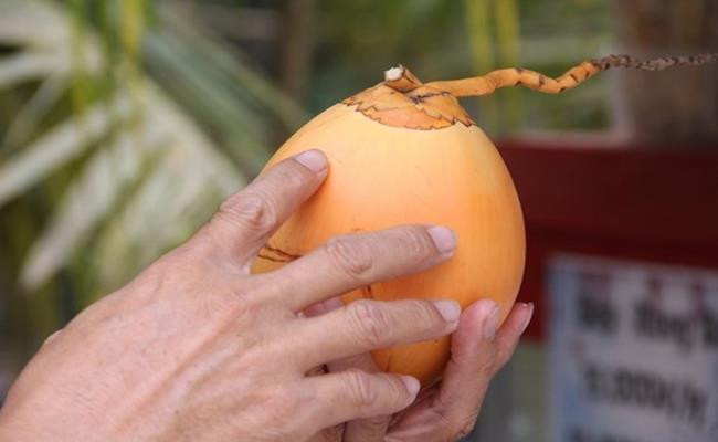 Vỏ của loại dừa này rất mỏng, mặc dù quả nhỏ nhưng lượng nước bên trong khá nhiều, tương đương một trái dừa xiêm thông thường - khoảng 220 – 280ml/quả. Nước dừa có vị rất ngọt.