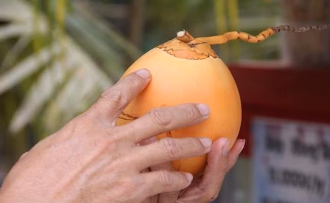 Vỏ của loại dừa này rất mỏng, mặc dù quả nhỏ nhưng lượng nước bên trong khá nhiều, tương đương một trái dừa xiêm thông thường - khoảng 220 – 280ml/quả. Nước dừa có vị rất ngọt.