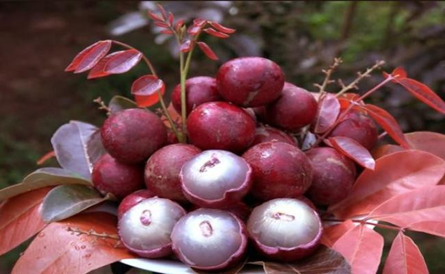 Loại nhãn này đang có giá cao gấp 5 lần so với nhãn thông thường. Hiện nay, nhãn tím được bán lẻ trên thị trường với giá 250.000 đồng một kg.