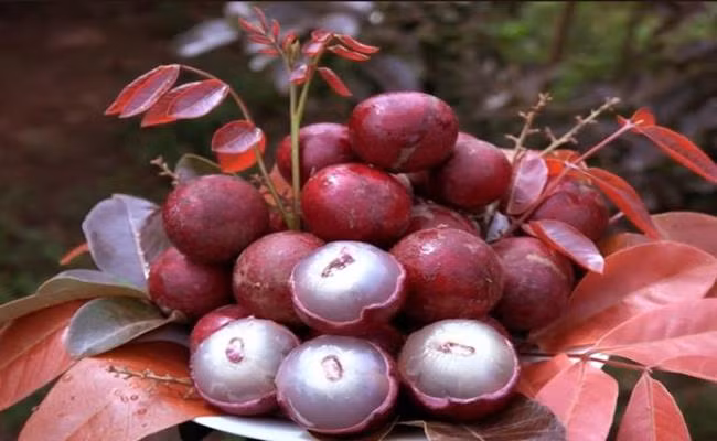 Loại nhãn này đang có giá cao gấp 5 lần so với nhãn thông thường. Hiện nay, nhãn tím được bán lẻ trên thị trường với giá 250.000 đồng một kg.