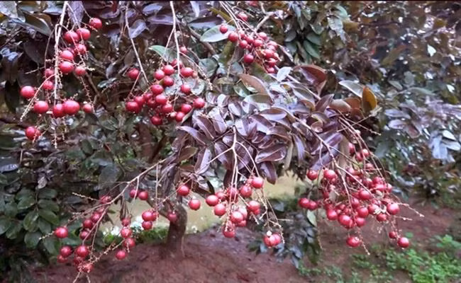 Khác với những giống nhãn thông thường, loại nhãn này từ thân, lá cho đến hoa và quả đều có màu tím. Đây là loại nhãn chỉ có ở Sóc Trăng, Việt Nam.